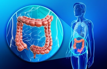 Illustration of female large intestine anatomy